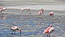 Flamand rose